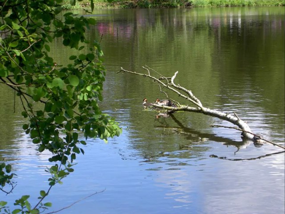 Vögel - Haubentaucher - Podiceps Cristatus - Great Crested Grebe