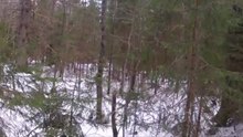 Медведь и  Чинка - погибли оба
