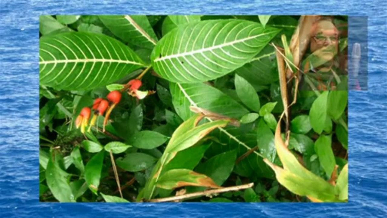 Ho´oponopono - official video by godafrid