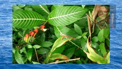 HO´OPONOPONO - Official Video by GODAFRID