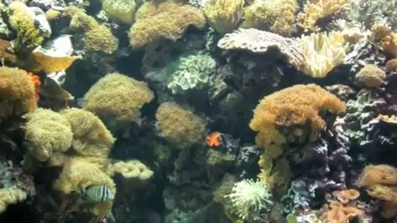 OCEAN DREAMS - Official Video by GODAFRID