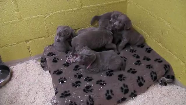 17/03/2013 Jesse Ewan bébés poils longs Jour 36