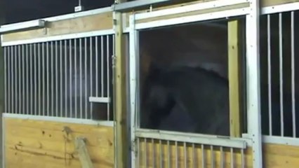 Cheval qui ouvre les portes