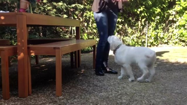 Hiago chiot assis/coucher/pan/tchek