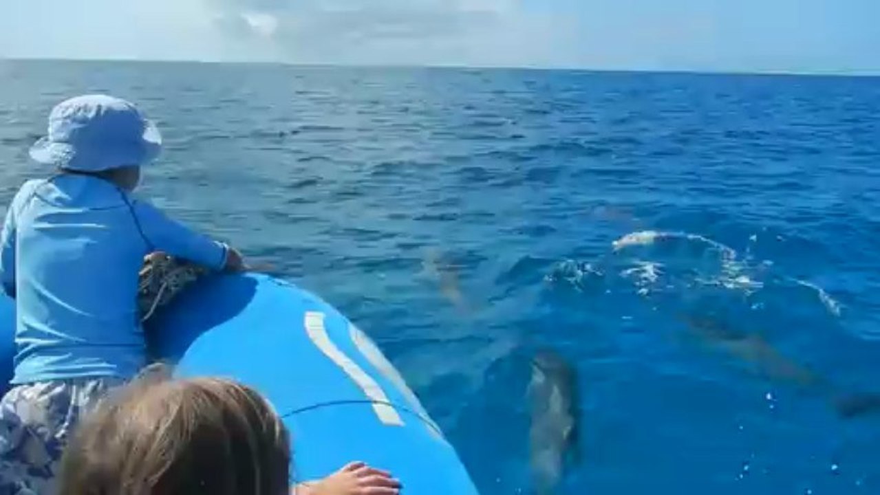 DAUPHINS ÏLE DES PINS