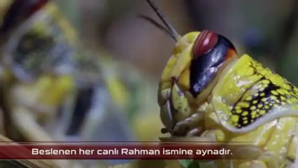 Esma-ül Hüsna - 2 [Er-Rahman] | HD