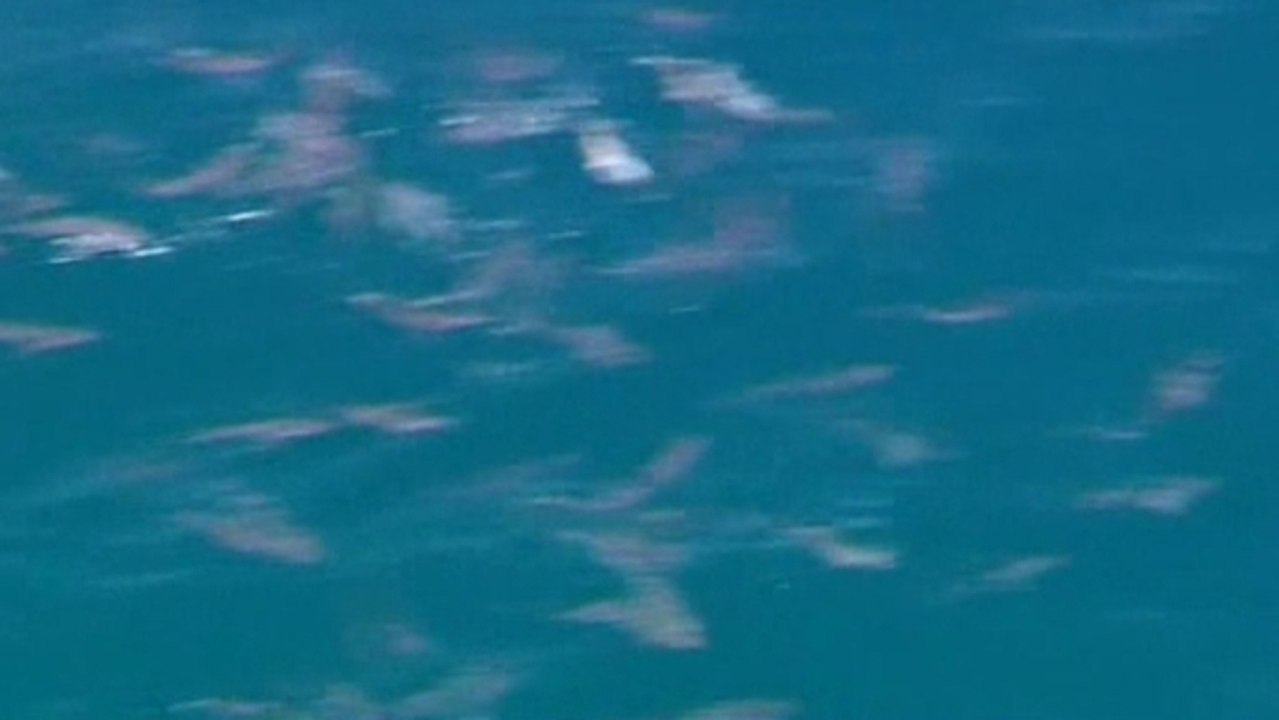 Beaches closed due to sharks