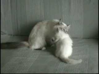 Chatons Sacrés de Birmanie à 2 mois