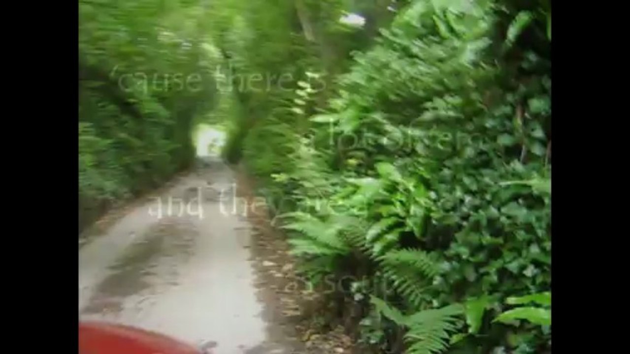 Why Pheasants are easy to shoot