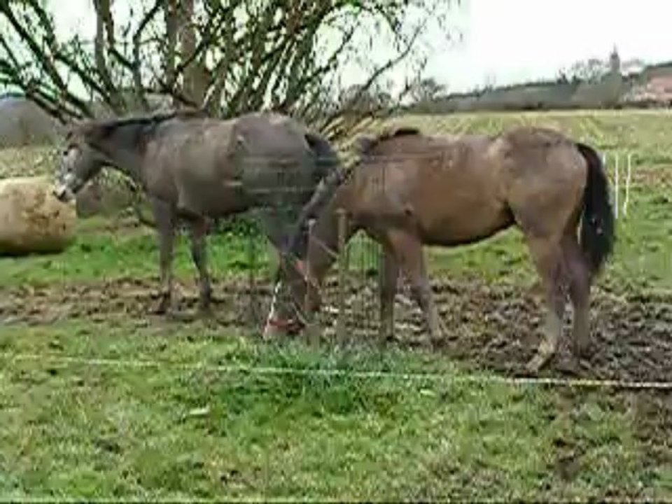 Coco et Alloa jouent à cache cache