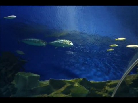 Akvaryum-Kuala Lumpur / Malezya