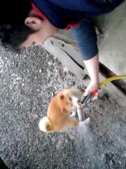 Harry (shiba), joue avec le jet d'eau