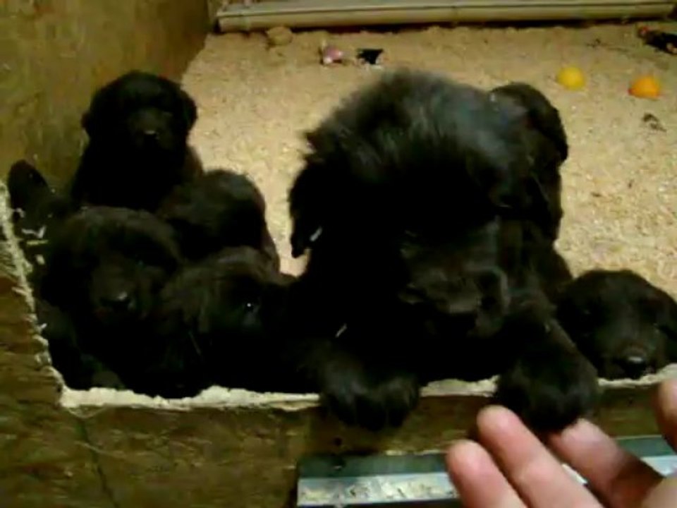 chiots terre neuve marron bronze de l'élevage de VALOYAN