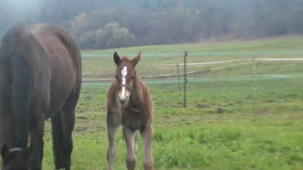 20130317 Halka B et Par Hasard