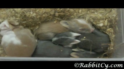 Rabbit Babies - 12 days old - RabbitCy.com