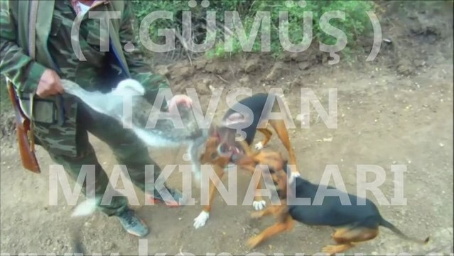 TAVŞAN AVI ( T.GÜMÜŞ )TAVŞAN MAKİNALARI