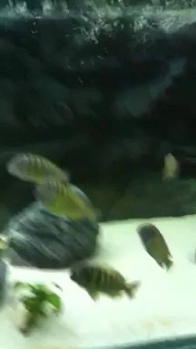 Tropheus Brichardi Bulombora-Tropheus Moori Red Rainbow