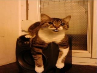 Maman les petits bateaux