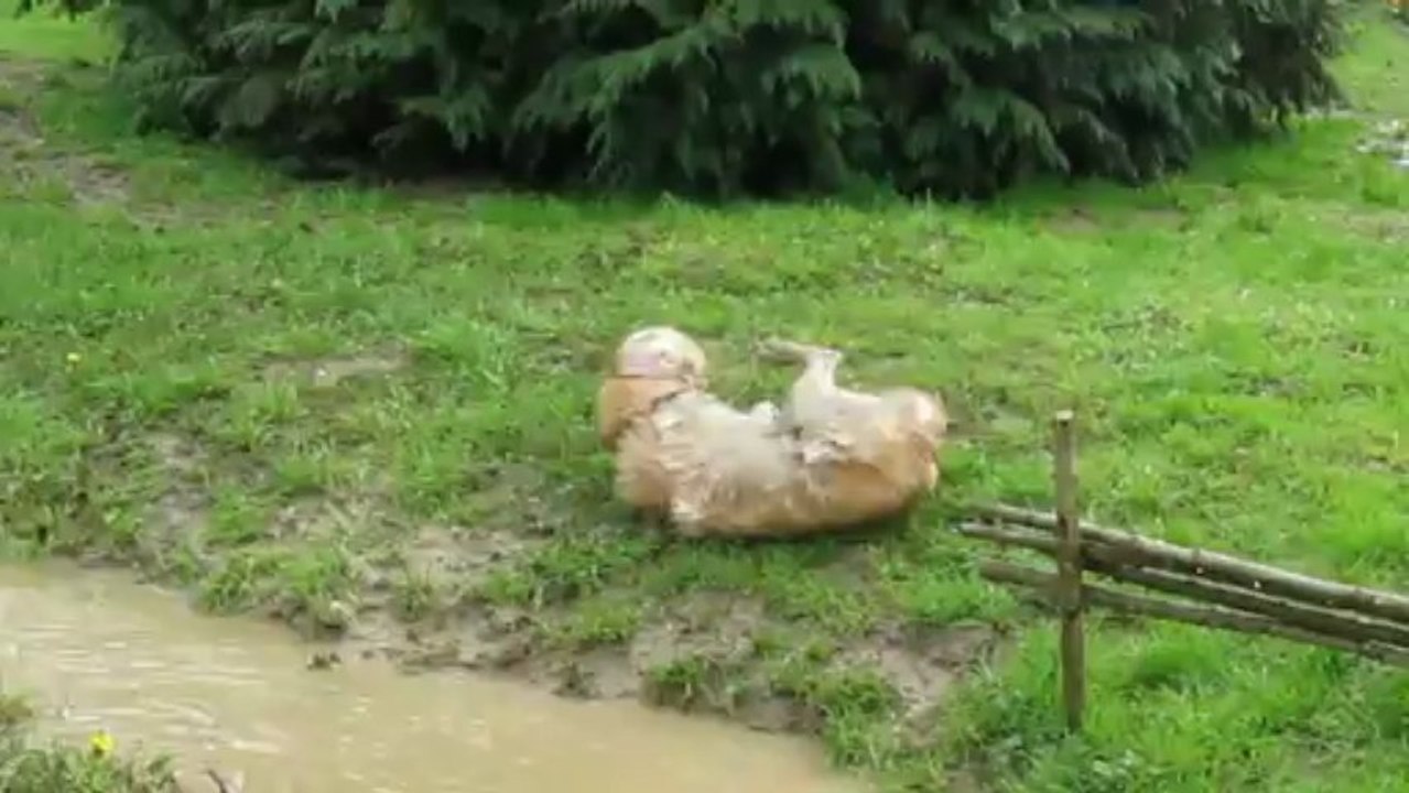 chien Golden roule dans la boue