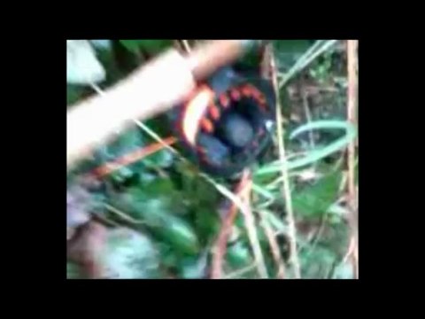 Truites arc en ciel du tarn 2013