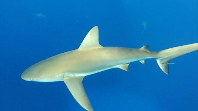 Cuba 2013 Plongée dans les jardins de la Reine