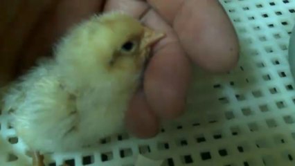 Sleepy Baby Chick