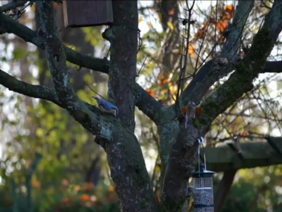 Vögel - kleiber/spechtmeise - sitta europaea - eurasean nuthatch