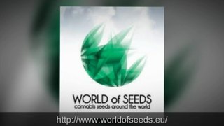 World of Seeds - WONDERS OF GRAINES DE MARIJUANA