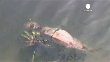 Thousands of pigs found floating in major Chinese river