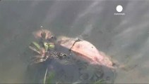 Cina. Oltre 12.000 carcasse di maiale nel fiume....
