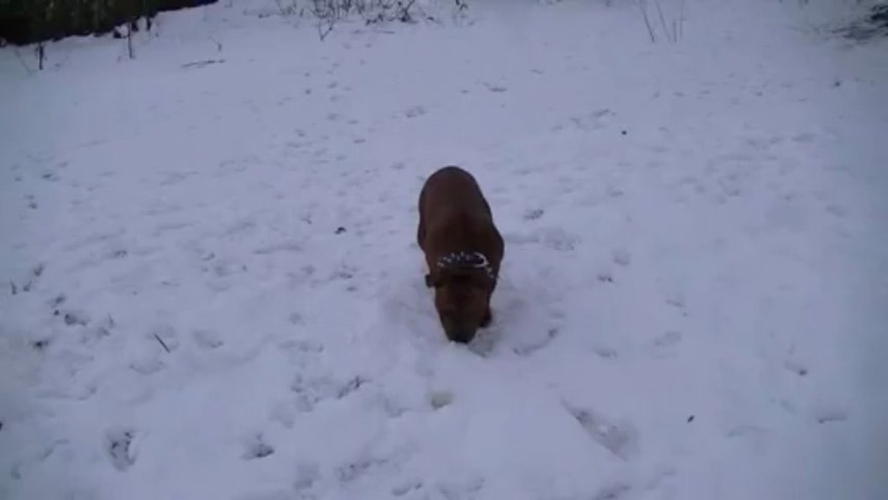 Hondje Van God de Staffordland joue dans la neige