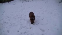 Hondje Van God de Staffordland joue dans la neige