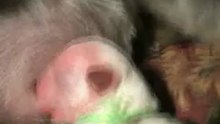 AMAZING DOG BIRTH!!