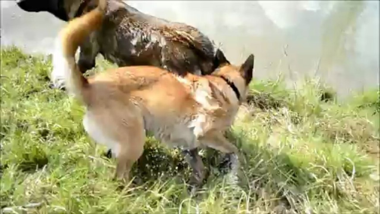 Berger Malinois et Chien Loup Tchecoslovaque - Elevage Gaia Vlka
