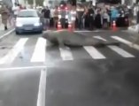 Un lion de mer en pleine ville au Brésil