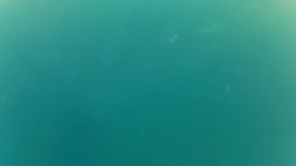 nage avec les dauphins