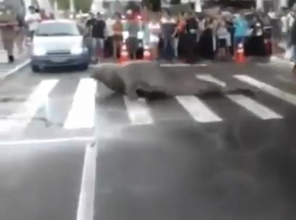 Lion de mer au Brésil