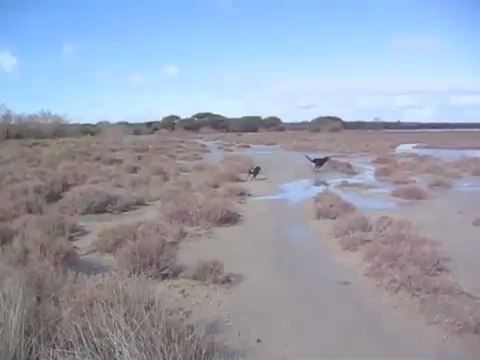 Houba, chiot Bouvier d'Appenzell, tombé dans l'eau