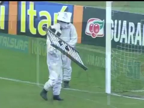 Insolite : Un essaim d'abeilles sur des buts de football !