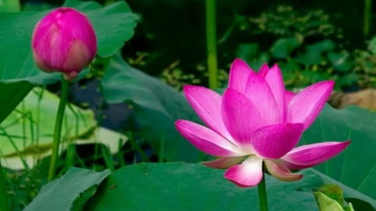 Heart Sutra