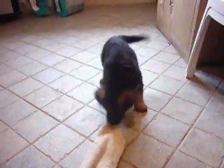 chiot berger allemand 6 semaines