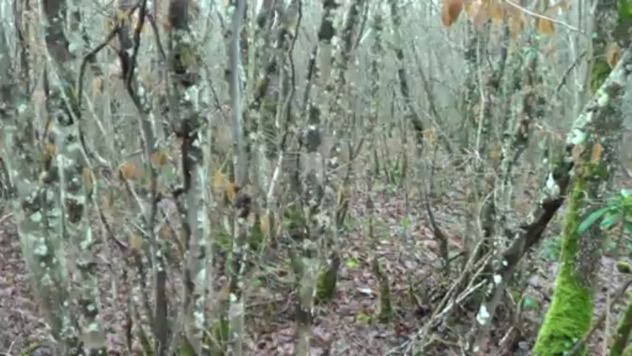entrainement des jeune basset fauve de bretagne