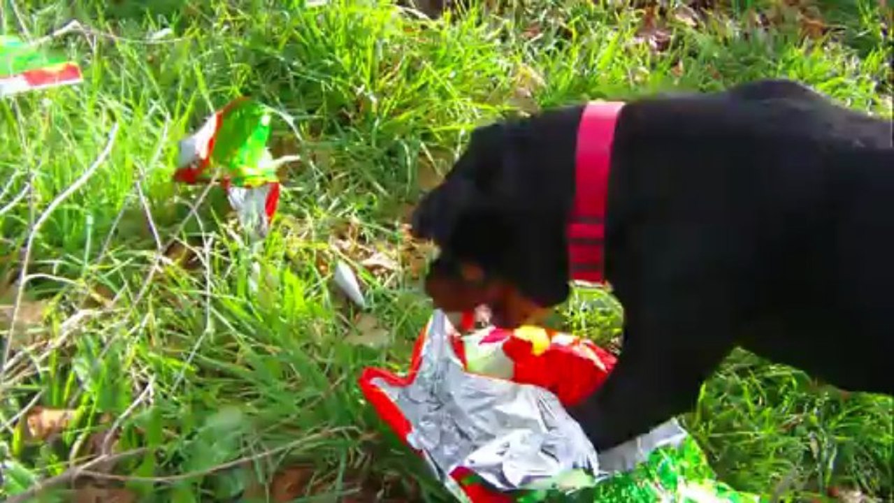 Hertz participe à la chasse