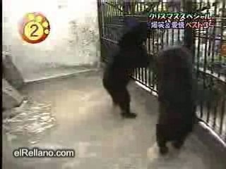 Ours Comédien Dramatique