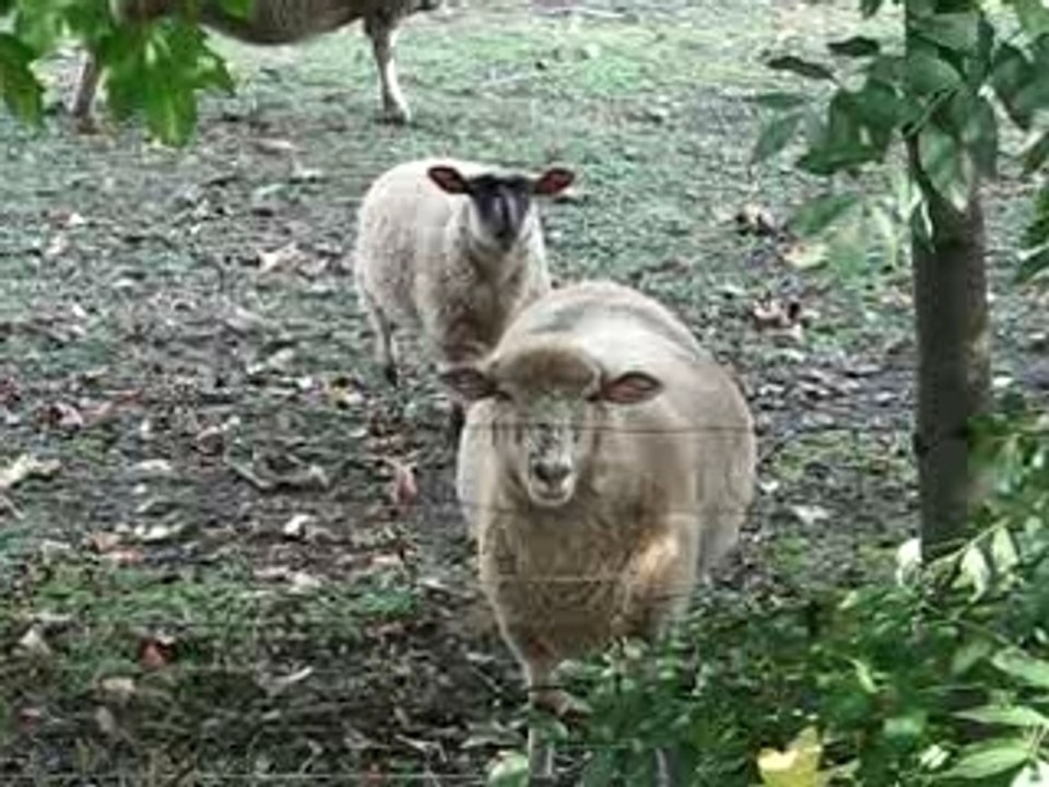 Ah trop mdr ces n'animaux!