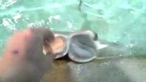 Cownose Ray 2013-03-17_