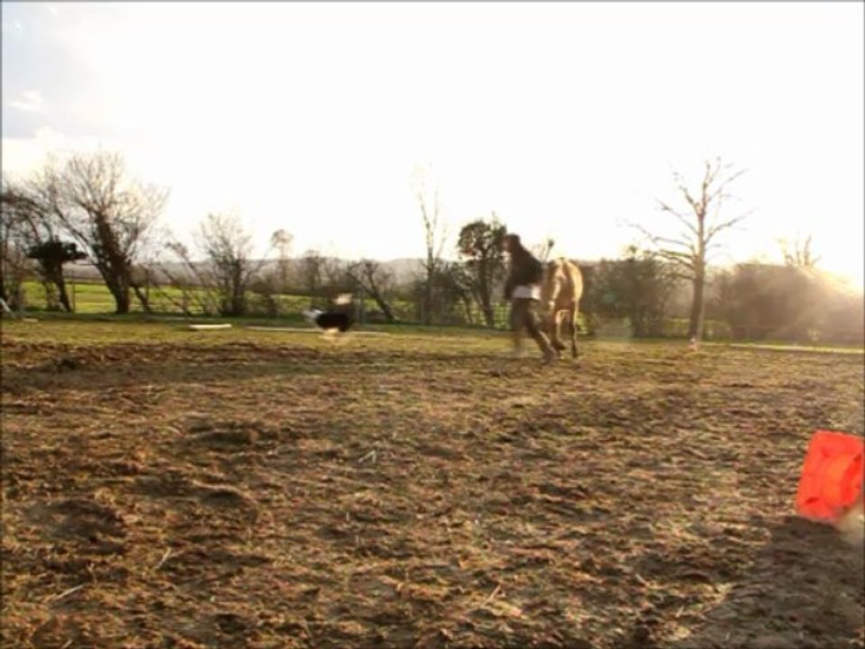 Varoum, travail en liberté.