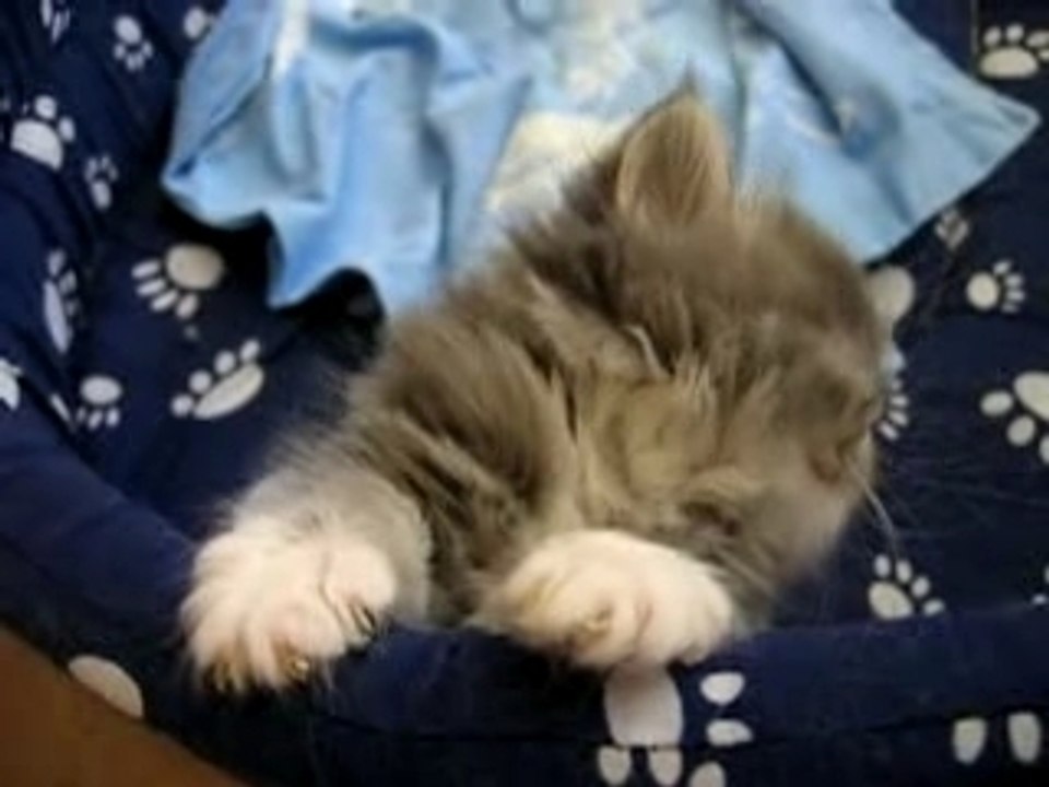 Chat Trés fatigué!!!