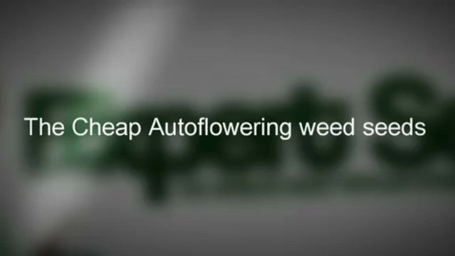 Expert Seed Bank - Cheap Autoflowering Seeds