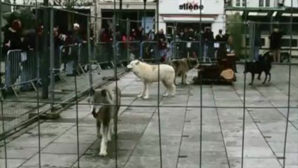 Valenciennes. Les animaux du cinéma envahissent la place d'Armes